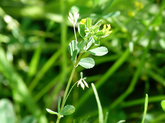 Trifolium micranthum