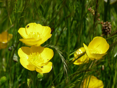 Ranunculus paludosus