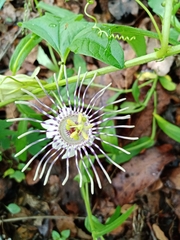 Passiflora karwinskii