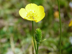 Ranunculus paludosus