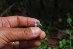 Campanula aurita
