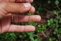 Campanula aurita