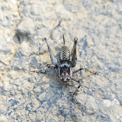 Paradrymadusa galitzini