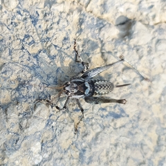 Paradrymadusa galitzini