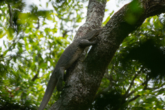 Varanus rudicollis