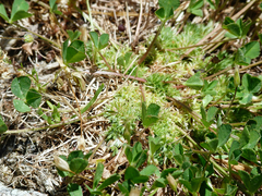 Trifolium suffocatum