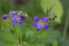 Geranium igoschinae