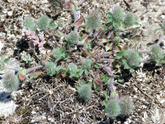 Trifolium sylvaticum