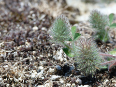 Trifolium sylvaticum