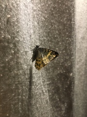 Arichanna sparsa