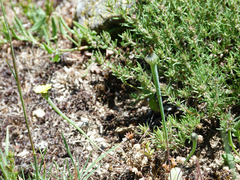Arnoseris minima