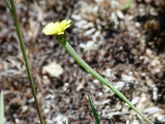 Arnoseris minima