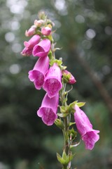 Digitalis purpurea