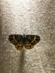 Arichanna sparsa