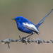 White-winged Fairywren - Photo (c) dcr83, some rights reserved (CC BY-NC)