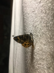 Arichanna sparsa