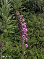 Francoa appendiculata