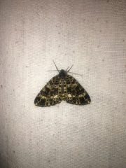 Arichanna sparsa