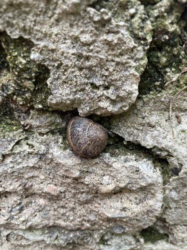 photo of Garden Snail (Cornu aspersum)