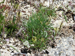 Plantago holosteum