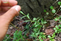 Campanula aurita