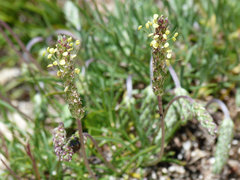 Plantago holosteum