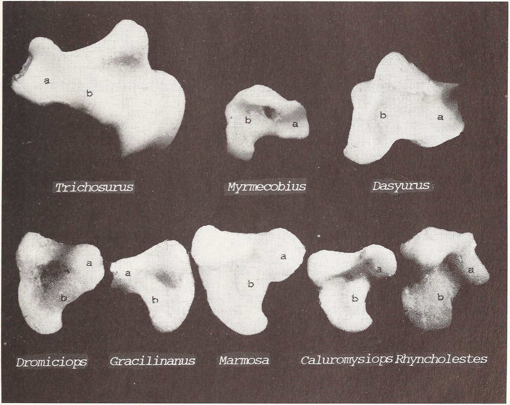 Long-Nosed Caenolestid