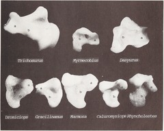 Long-Nosed Caenolestid photo 1