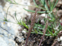 Festuca ambigua