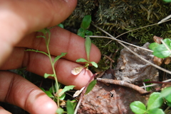Campanula aurita