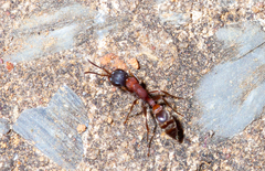 Pseudomyrmex termitarius