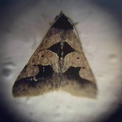 Anoba trigonoides