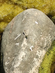 Onychogomphus forcipatus