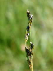 Juncus squarrosus
