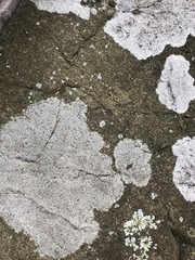 Circinaria caesiocinerea