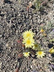 Anisocoma acaulis