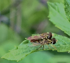 Toxomerus marginatus