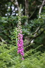 Digitalis purpurea