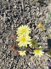 Anisocoma acaulis