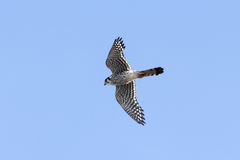 Falco sparverius