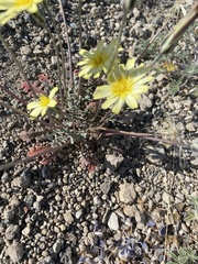 Anisocoma acaulis