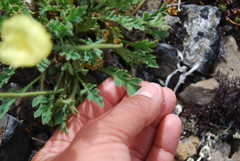Papaver radicatum kluanense