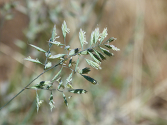 Festuca summilusitana