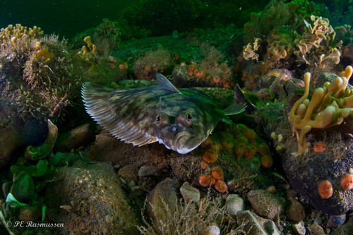 European Plaice