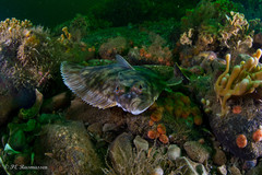 Plaice photo 4