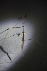 Schizocephala bicornis