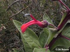Lobelia tupa