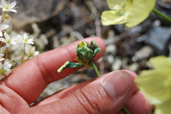 Papaver radicatum kluanense