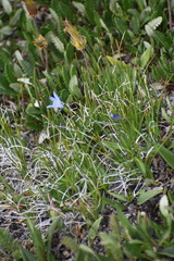 Campanula uniflora