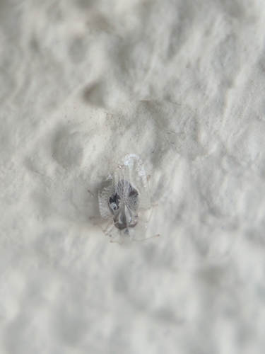 Platanina mrežasta stjenica (Corythucha ciliata)